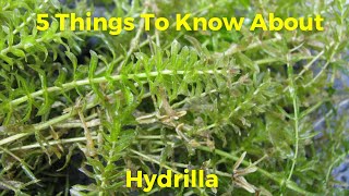 5 Things You Need To Know About Hydrilla To Catch More Fish!
