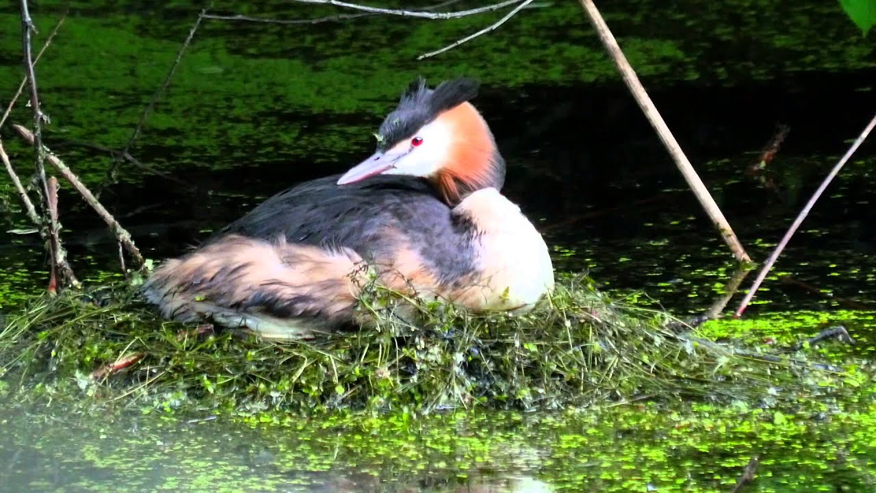 Great Crested Grebe (Podiceps cristatus) nesting / Haubentaucher nistet