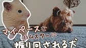 添い寝しようとするハムスターに犬が困惑 仲良しな2匹 Peco Tv Youtube 添い寝しようとするハムスターに犬が困惑 仲良しな2匹 Peco Tv Youtube
