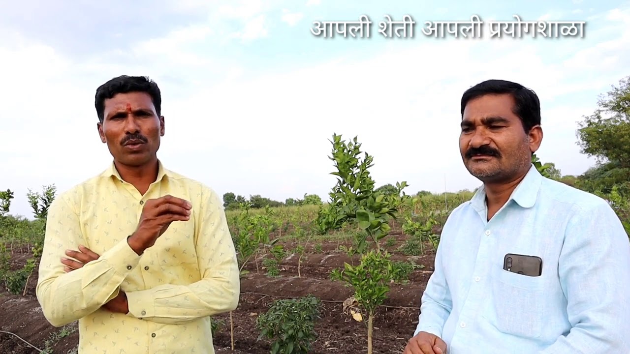 मोसंबी घनलागवड बेड फायदेशीर आहे का