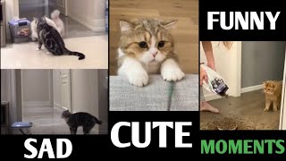 Cute Cats Funny, Cute, Sad Moments. by INDIE VIRAL CONTENT 221 views 3 years ago 6 minutes, 22 seconds