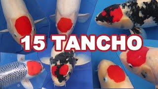 15 Most Expensive TANCHO KOI FISH varieties