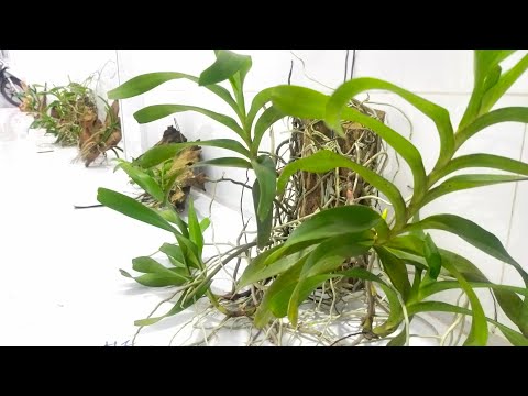 Video Lan rừng, gỗ lũa tếch ngày 17/8/2022 Bao ship Sđt... - youtube