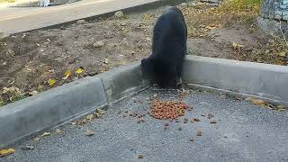 Losing A Partner!🥺😞Staying Alone! 😓😟#feeding #stray #dogs by With Love To Animals  577 views 6 months ago 4 minutes, 41 seconds