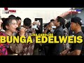 BUNGA EDELWEIS - LINA CAROLINE