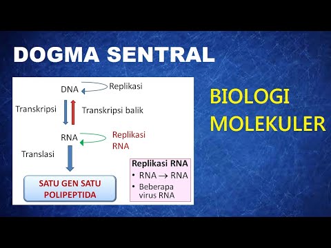 Video: Apakah dogma pusat yang juga dikenali sebagai teori aliran maklumat?