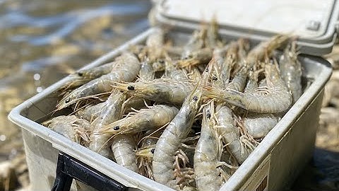 Cast Netting Shrimp in Louisiana (CATCH AND COOK)