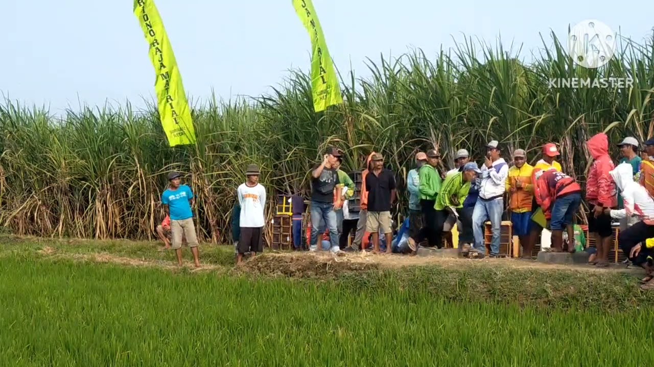 Merpati Kembali Beraksi Raja Ninggal nya Gumuk Banji Kencong