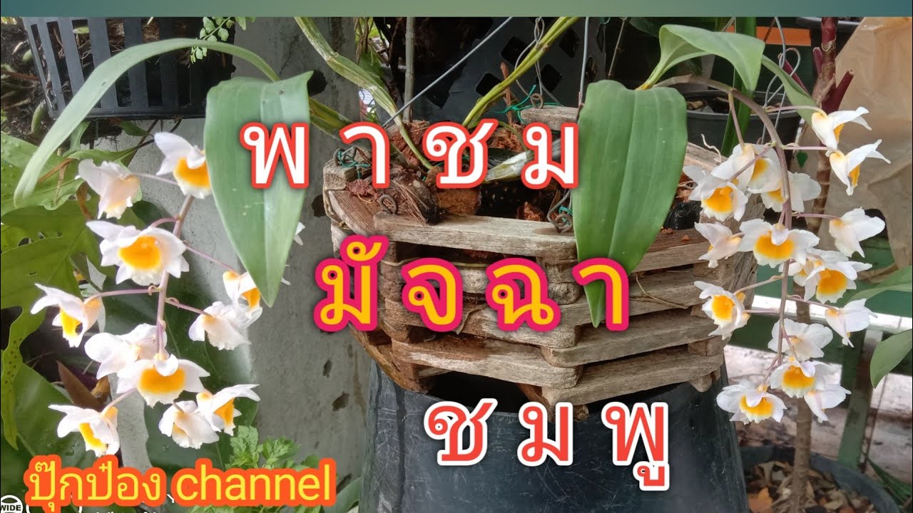 มาชมมัจฉาชมพูดอกสวยๆกันครับ