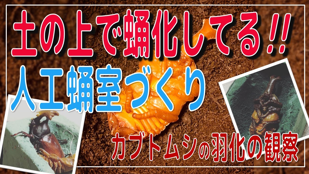 Beetle] Chrysalis on the soil !! Create an artificial pupal