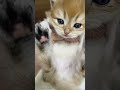 funny kitten