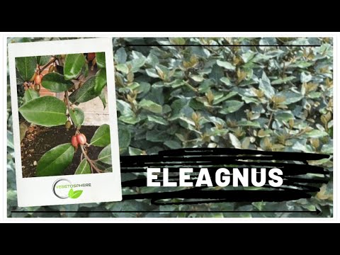 Eleagnus, chalef, olivier de Bohême #eleagnus #vegetosphere #chalef #olivier