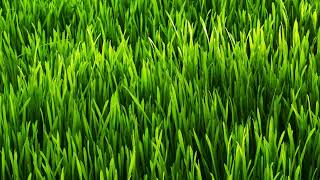 Random Grass Photos