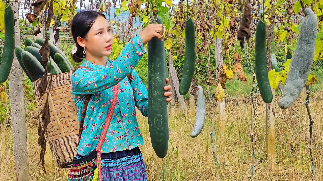 Last-Minute Squash Harvest | Collecting Garden Crops in Time Before the Big Storm