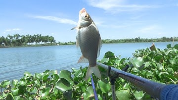 Câu cá Diếc Dưng ngày Nắng Nóng - MAP Ngã ba Thái Dương