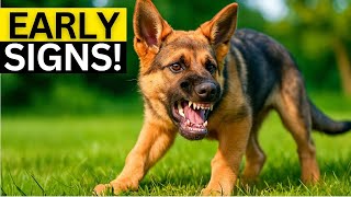 When Do German Shepherds Get Aggressive (Age Timeline and Fixes)