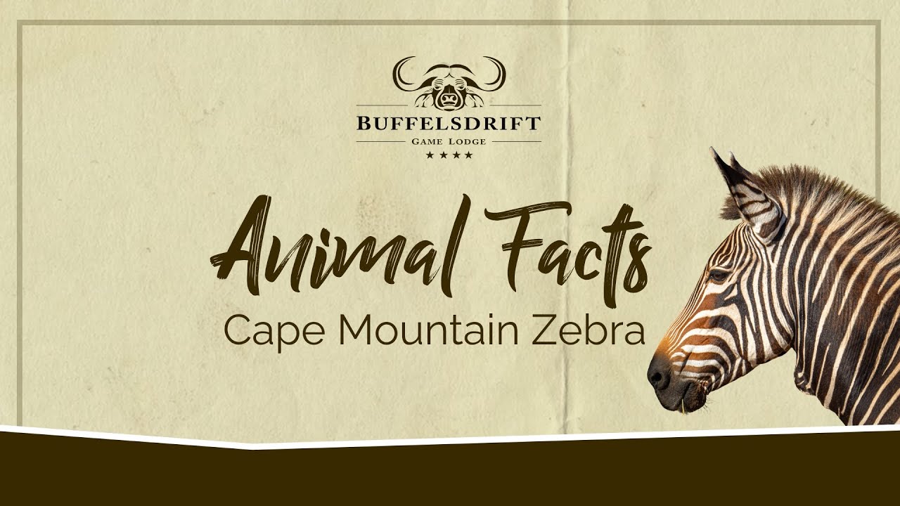 Endangered Species Day | 2024 | Animals - YouTube