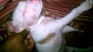 8 Week Old Rednose Pup Mess