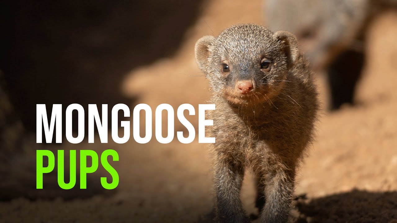 Mongoose - ZooBorns