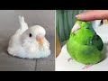 Baby Animals 🔴 Funny Parrots and Cute Birds Compilation (2022) Loros Adorables Recopilación #25