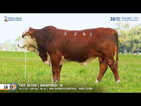 LOTE 38 TAT TES5248 BRAFORD Est  Sta Tereza