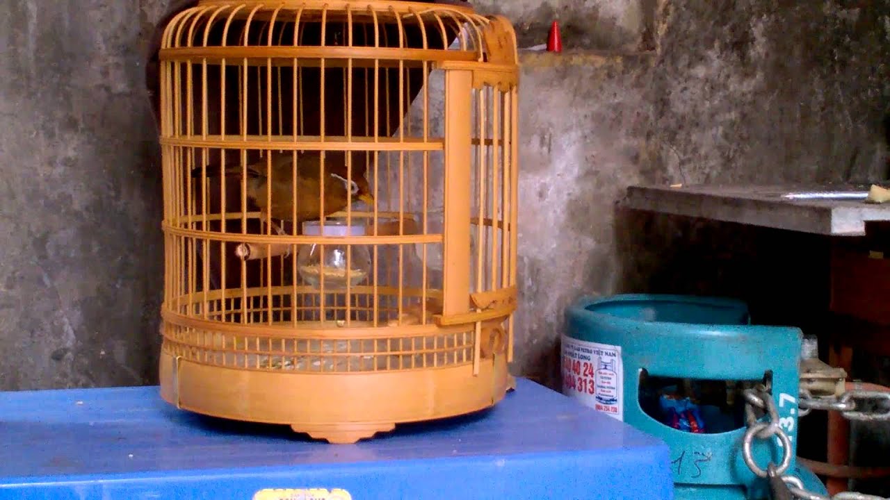 bán chim họa mi ms550 – sđt 0944114410 – hà nội.