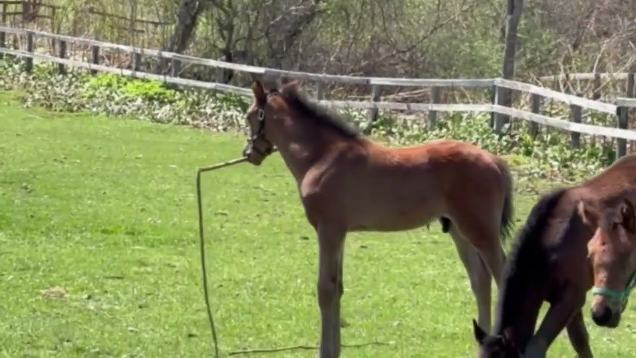 牧場ウマウマ GRANDAME-JAPAN＆DERBY SERIES優勝馬のふるさと／佐藤静子牧場