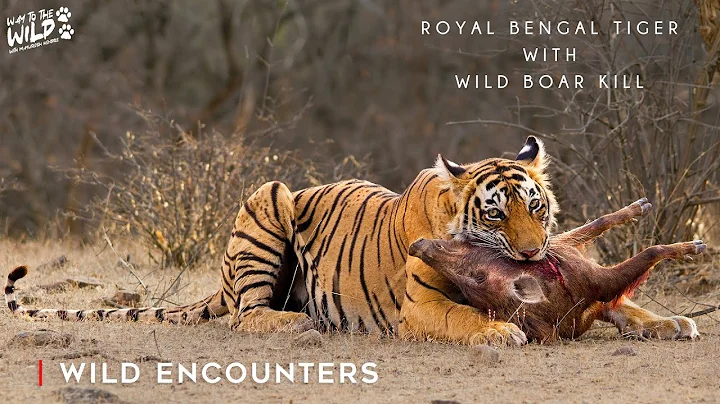 Wild Encounters | Tiger with Wild Boar Kill - Ranthambore | Way To The Wild With Mayuresh Hendre