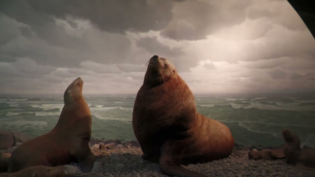 AMNH Hall of Ocean Life