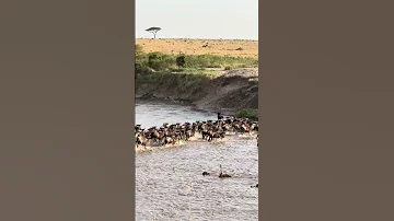Great Wildebeest Migration Masai Mara Kenya 