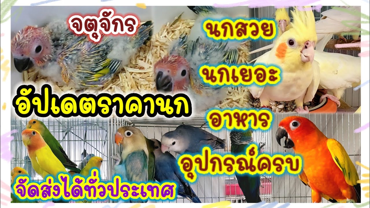 อัปเดตราคานก จตุจักร นกเยอะ สีสูง หายาก จัดส่งได้ทั่วประเทศ ร้านเนย นก อาหาร อุปกรณ์ครบ