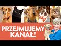 Zwierzaki przejmują kanał! Co tu się zadziało? | Ula Pedantula #284