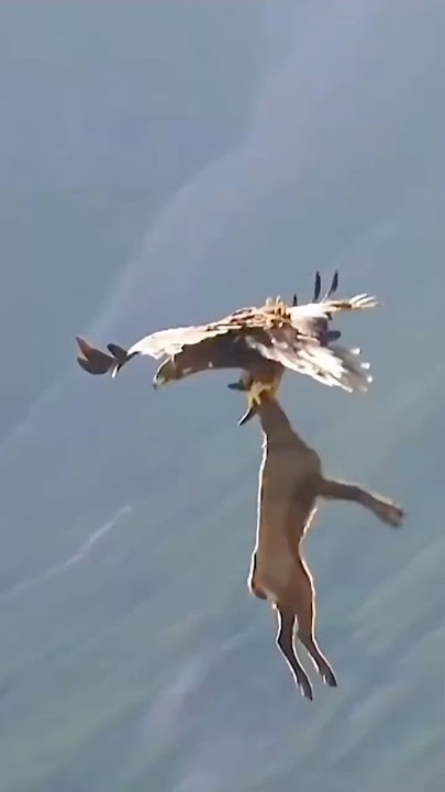 A Mountain Goat Was Preyed Upon By A Formidable Eagle || #eagles #wildlife #trending #shorts
