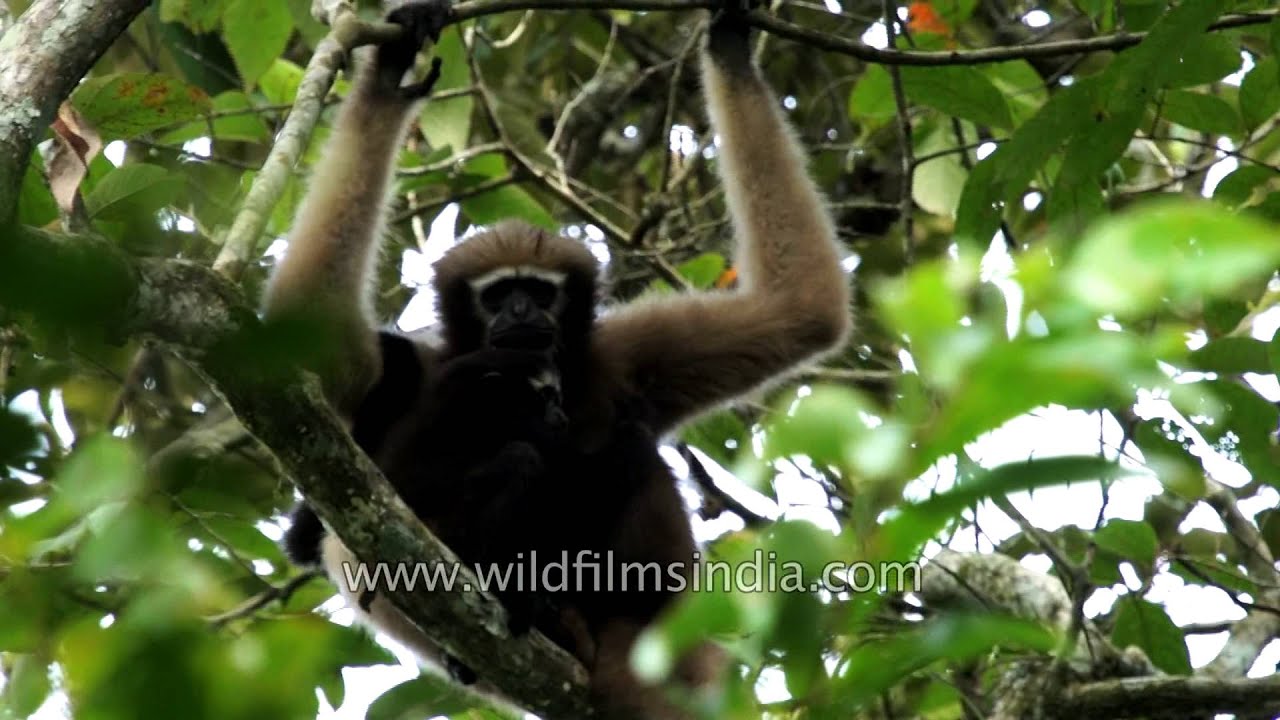 Hoolock Gibbon, the only ape species found in India - YouTube