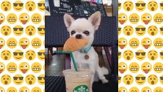 4:40 minutes of funny🤣 moments with pets🐈🐕 2024.#animals #funny by Funny APV 854 views 2 months ago 4 minutes, 41 seconds