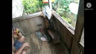 mikat ciblek di samping rumah menggunakan pikat pleci