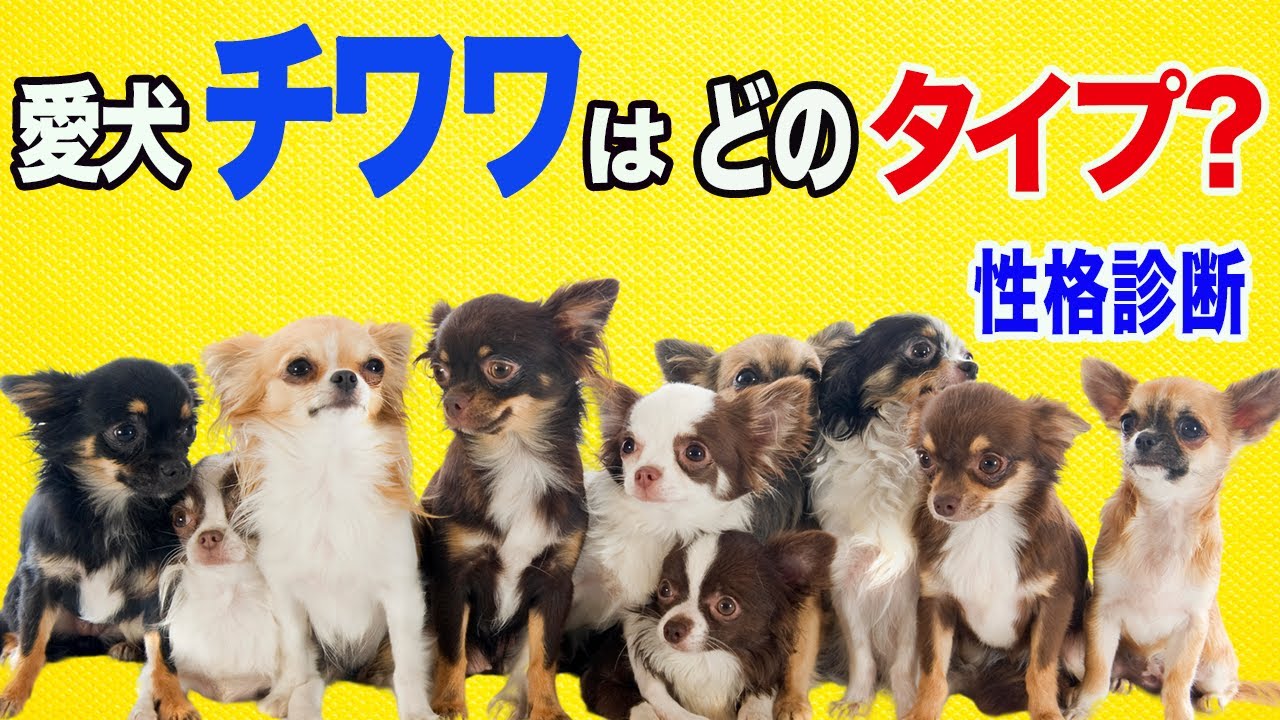【ズバリ的中】あなたのチワワを6つのタイプでキャラ診断 - YouTube