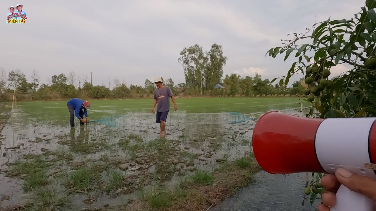 Túc ếch bằng loa, cách bắt ếch hiệu quả dễ làm, ếch tháng tư nướng ăn ngon hết ý. CDMT