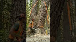 190-Year Giant Pine Blocks Forest Road #TreeFelling #Logging #Chainsaw #BigTrees #shorts