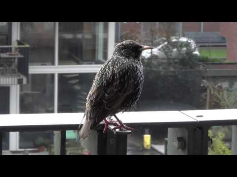 Video: Van Welke Vogels Is De Spreeuw?