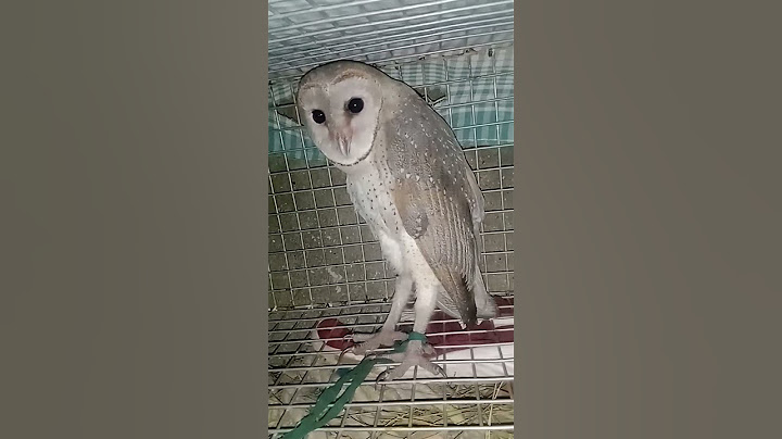 Ullu ki Awaz