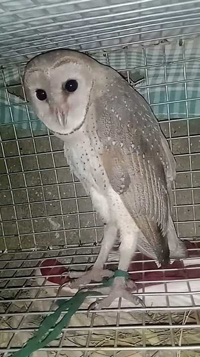 Ullu ki Awaz