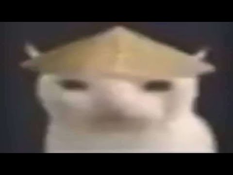 Silly cat video