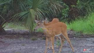 Chappy's outfitters hog hunt for $150 jinxed in Moore Haven Florida