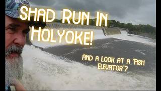 Shad Run In Holyoke, The Fish Elevator!