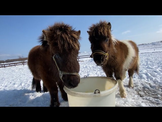 馬のポニー ポニー(ぽにー)とは？ 意味や使い方 - コトバンク