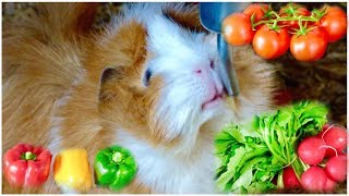 Guinea Pig Safe Vegetables