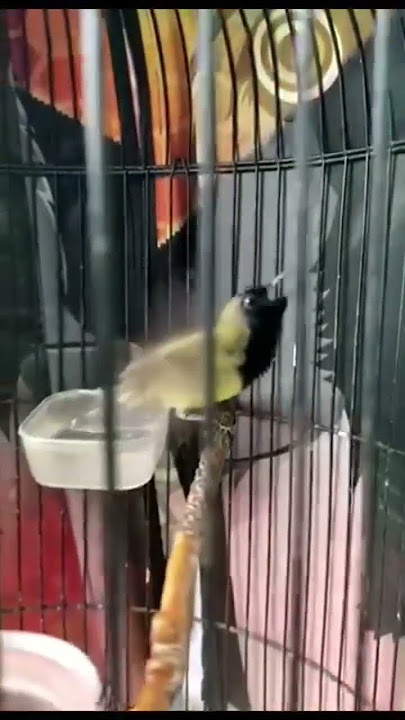 Sogon gacor isian prenjak lumut #kicaumania #sogon #birds #burung #sogonmania #sorts #sogongacordor
