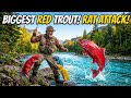 Caught The BIGGEST Red Trout! (Crazy Rat Attack!)