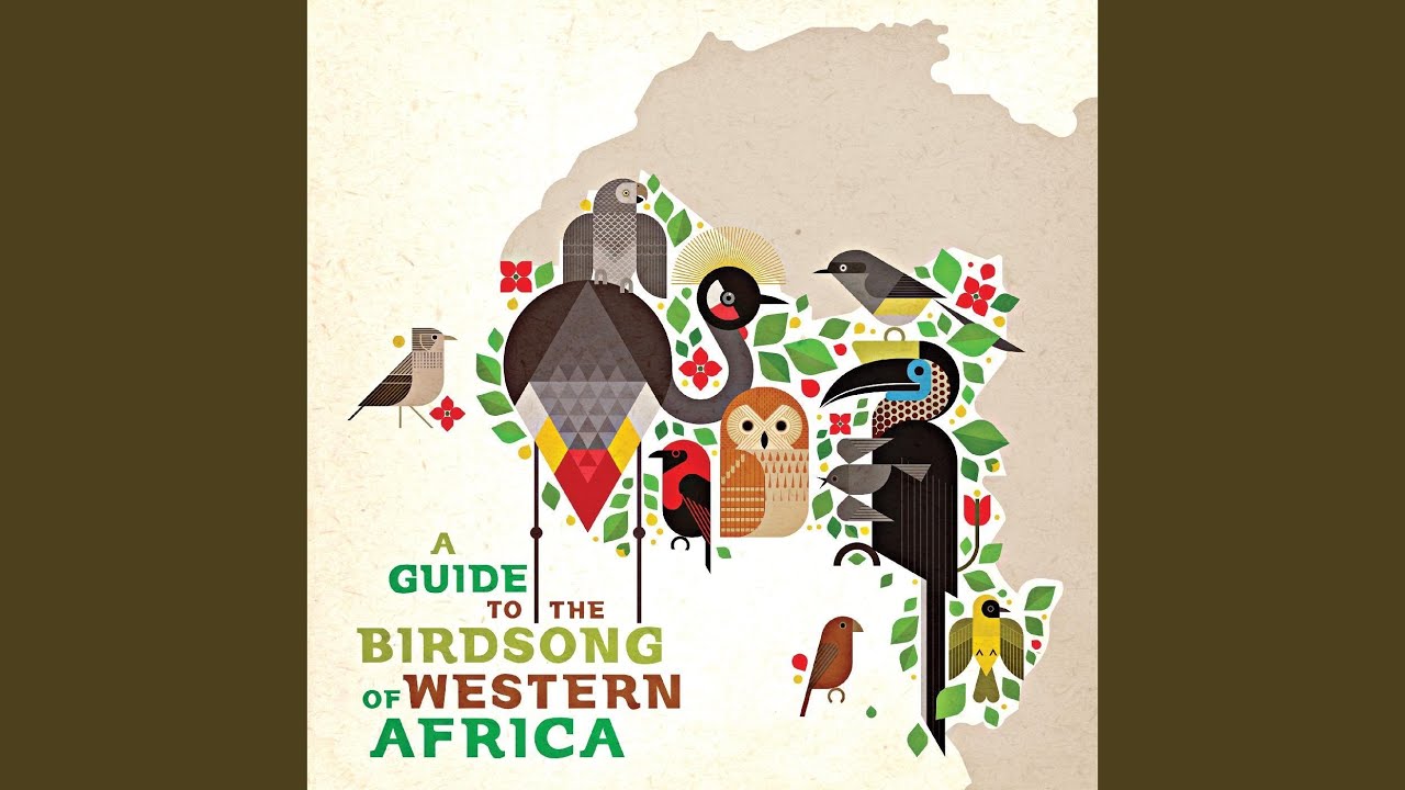 Watch São Tomé grosbeak on YouTube